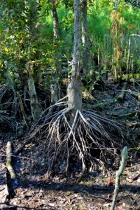 scene roots high+dry Stones Creek Game Land ncwetlands KG (1)