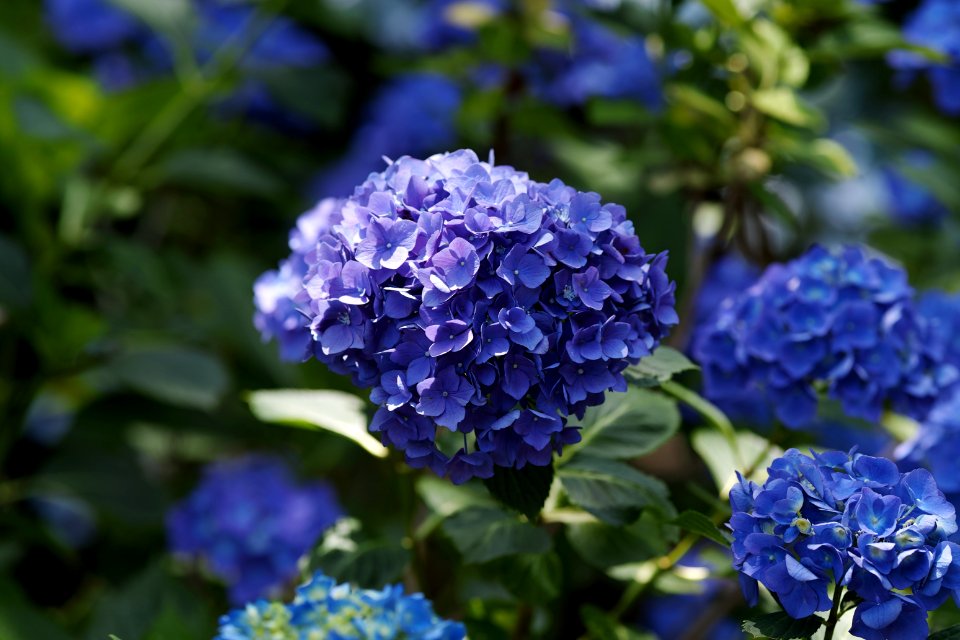 アジサイ(紫陽花, Ajisai)
