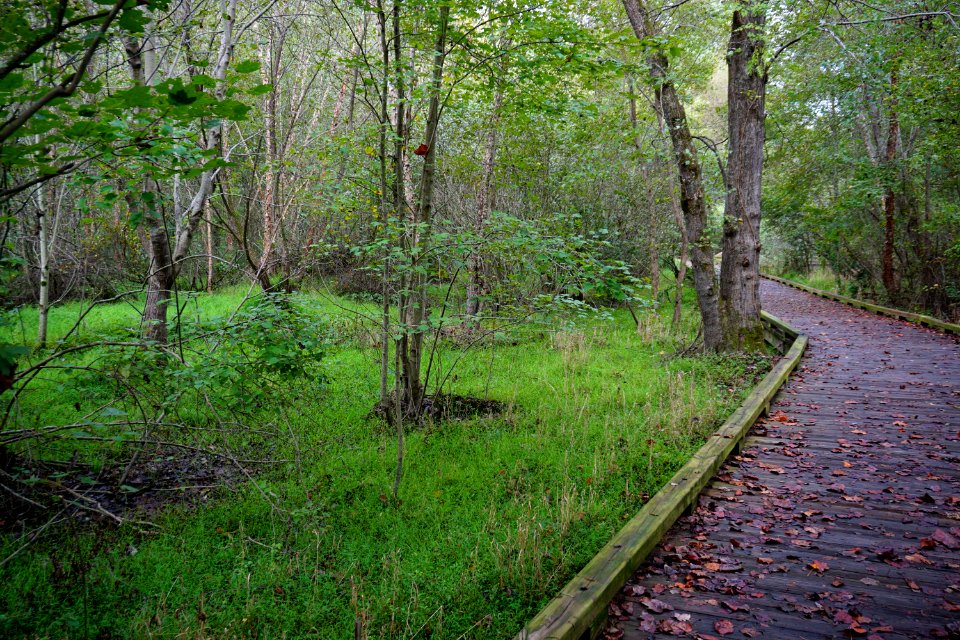 scene Sanford Creek Greenway ncwetlands KG (4)