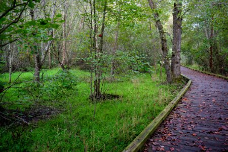 scene Sanford Creek Greenway ncwetlands KG (4)