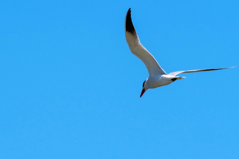 Forster's tern photo
