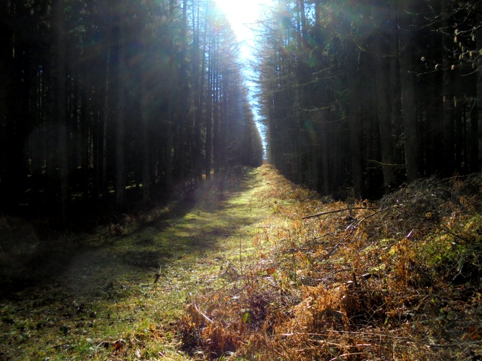 Puy de Paugnat 4