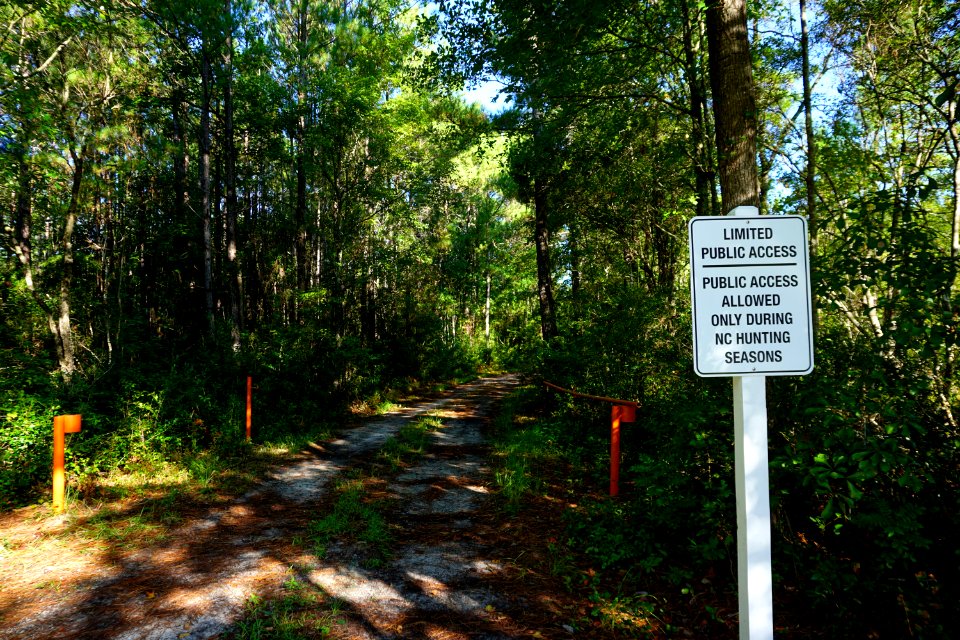 Cape Fear Wetlands Game Land ncwetlands KG (1)
