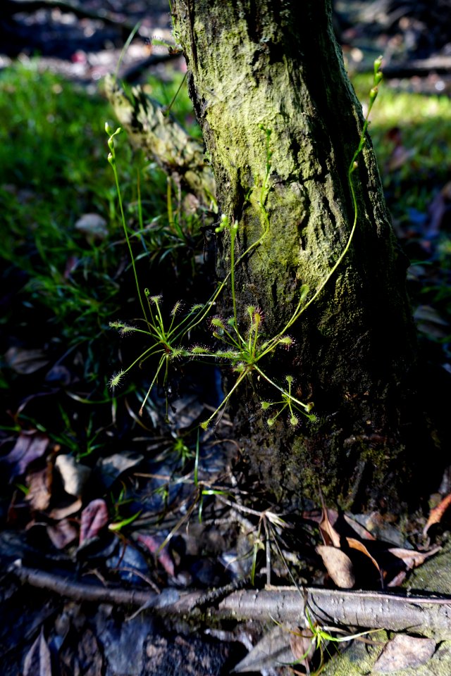 plant sundew Stones Creek Game Land ncwetlands KG (2)