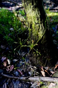 plant sundew Stones Creek Game Land ncwetlands KG (2)
