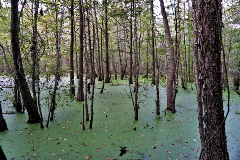 scene Powell Park ncwetlands KG (4)