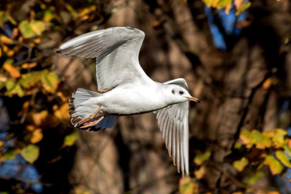 Gaviota reidora en vuelo