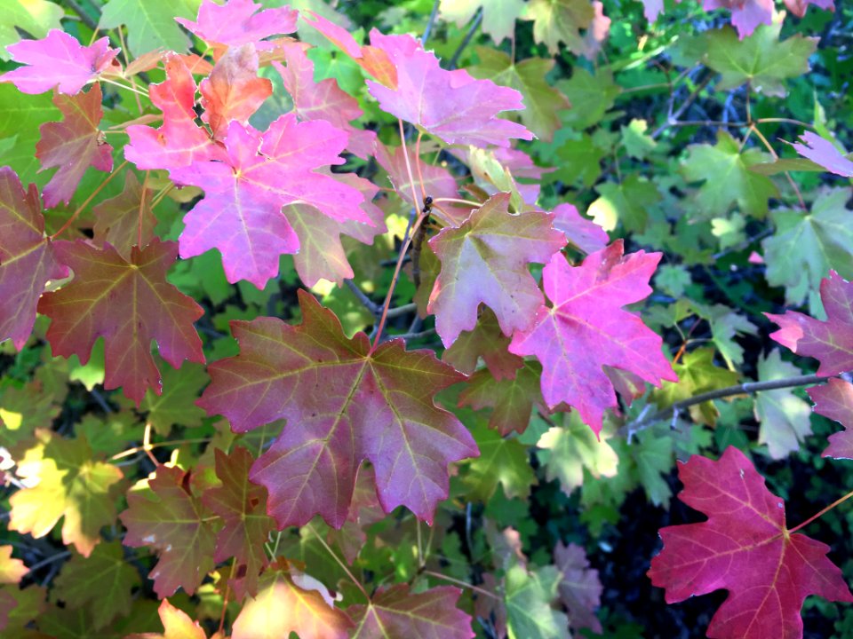 Acer grandidentatum