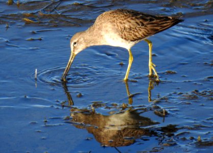 A long-billed dowitcher snags food from the tidal mudflats