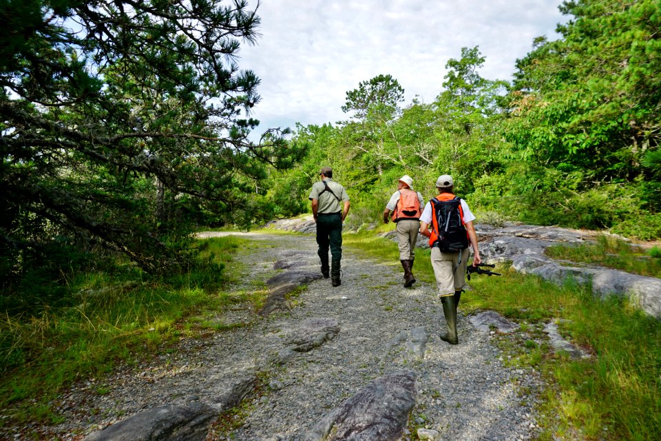 scene trail down to Panthertown Bog ncwetlands KG (2)