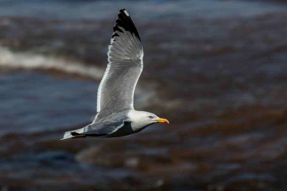 Larus michahellis