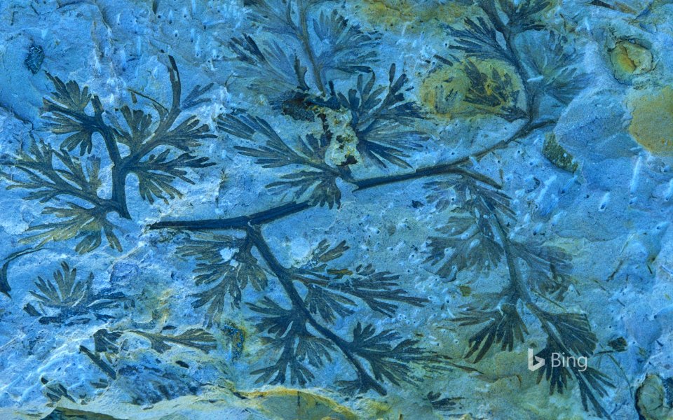 A fossilized carboniferous fern