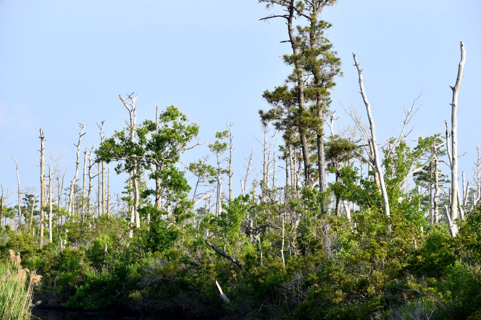 other salt water intrusion Alligator River NWR ncwetlands am (126)