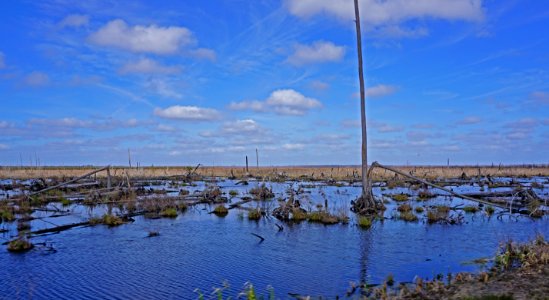 scene burned area Dismal Swamp SP ncwetlands KG (5)