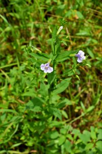 plant Mimulus ringens Allegheny monkey flower Pink beds at Pisgah ncwetlands AM (23)