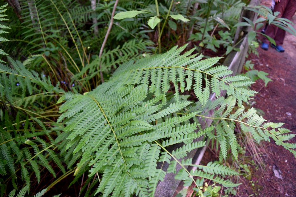 plant cinnamon fern Kanuga Bog ncwetlands AM