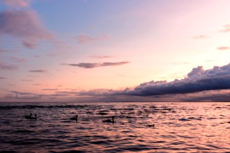 Lough Neagh sunset swans