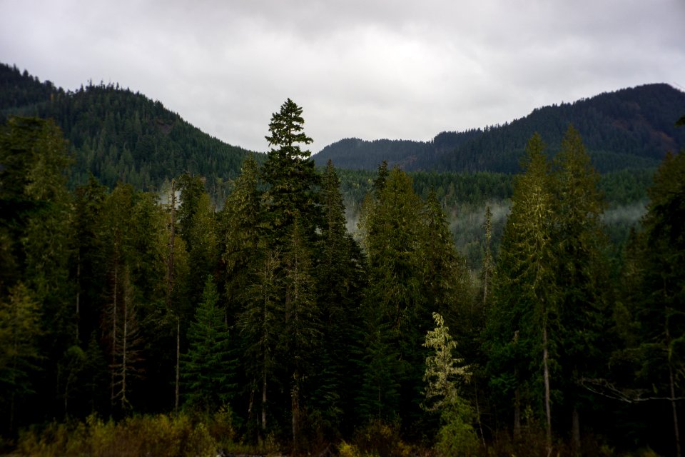 Mt. Rainier national park 4