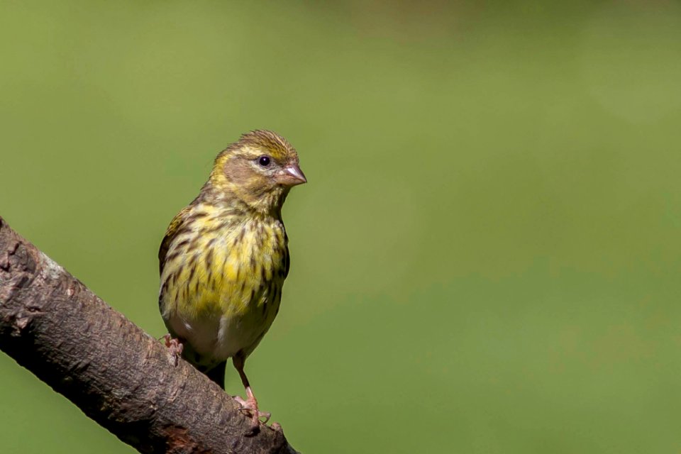 Verdecillo - Serinus serinus