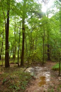 scene Lake Crabtree County Pk ncwetlands AM (7)