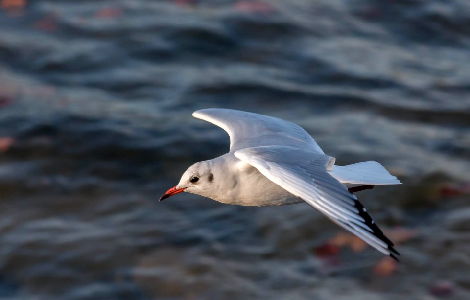 Gaviota reidora photo