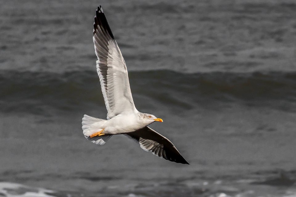 Larus fuscus