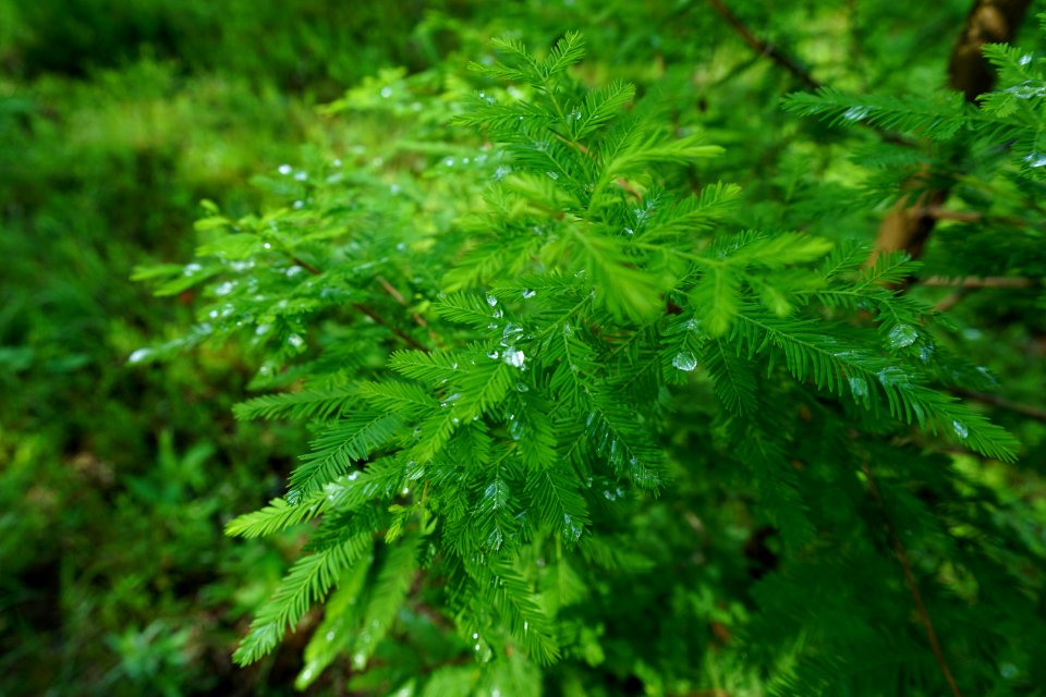 water on hemlock Park at Flat Rock ncwetlands KG