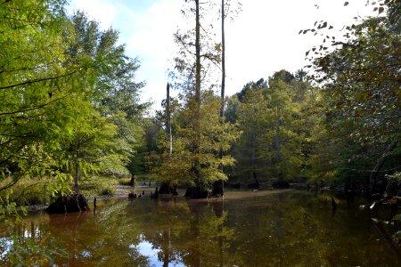 scene n parcel Lower Fishing Creek Gmlnd ncwetlands AM (5)