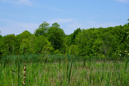 scene Mattamuskeet NWR ncwetlands KG (12)