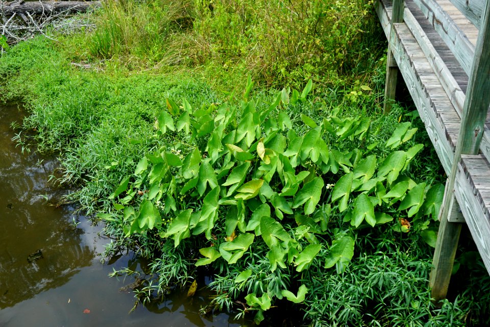 scene marsh boat ramp area Morrow Mountain SP ncwetlands KG (5)