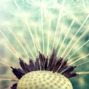 Dandelion photo