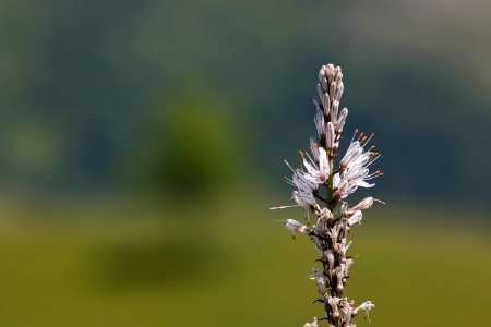 Gamón - asphodelus albus