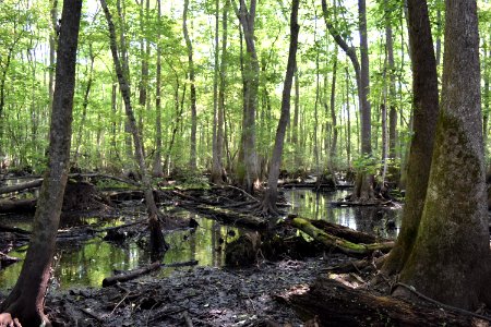 scene Lower Roanoke River Wetland Game Lands ncwetlands AM (4)