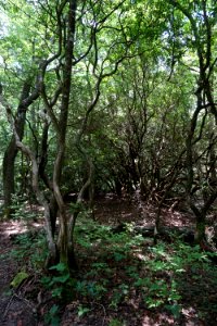 scene along trail Pink Beds Pisgah NF ncwetlands KG (2)