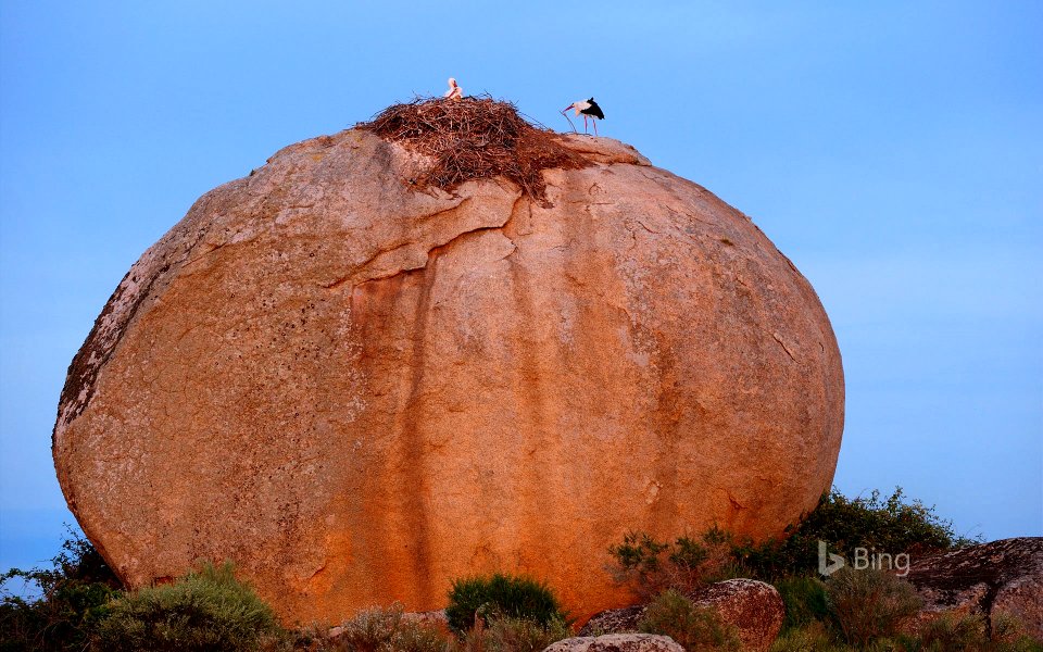 White storks at Los Barruecos Natural Monument, Cáceres, Spain