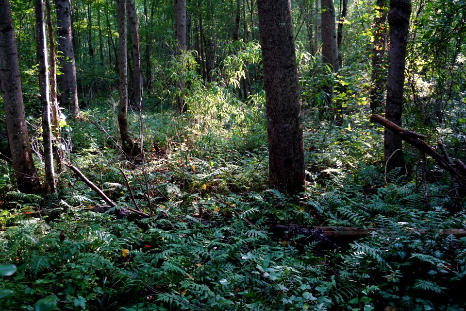 scene floodplain wetland Anderson Creek County Park ncwetlands KG (6)