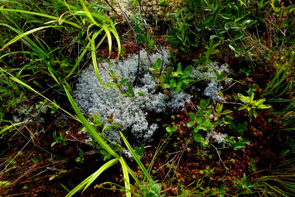 Panthertown Bog ncwetlands KG (20)