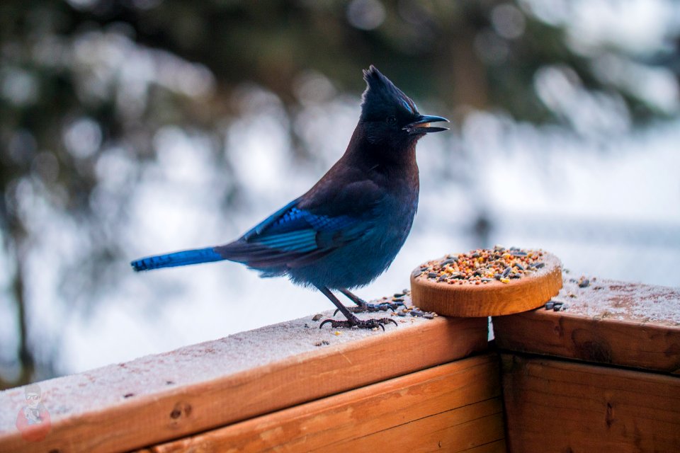 bluejay bird alaska beautiful amazing canon sigma gh4 alaskawinter alaskaliving alaskabound alaskans city alaskangrown anchoragezoo anchoragephotographer photos anchoragepress