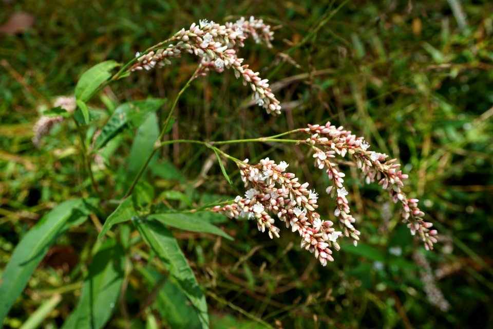 plant flower Polygonum sp. Brinkleyville Gameland ncwetlands KG