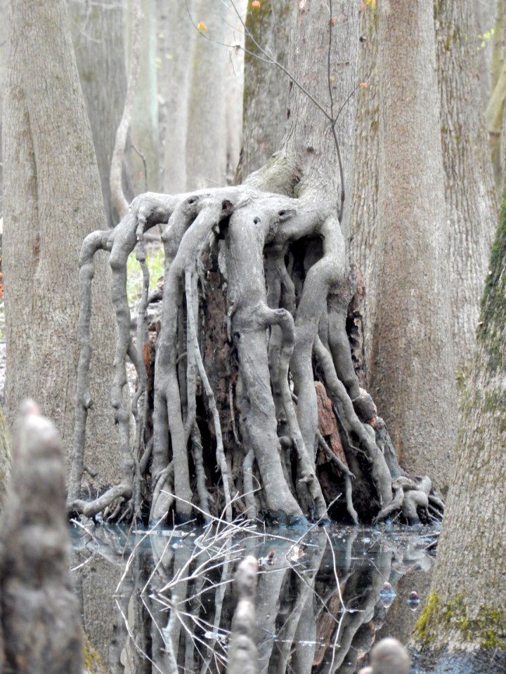 weird roots Upper Roanoke R Wetlands Gmland ncwetlands KG (4)