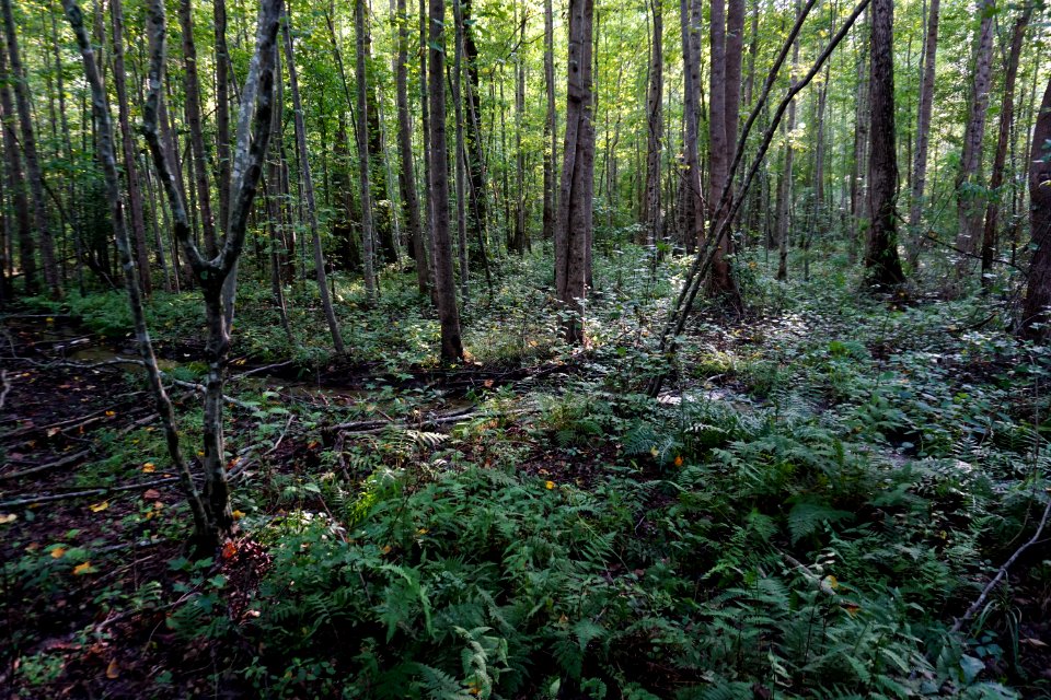 scene floodplain wetland Anderson Creek County Park ncwetlands KG (15)