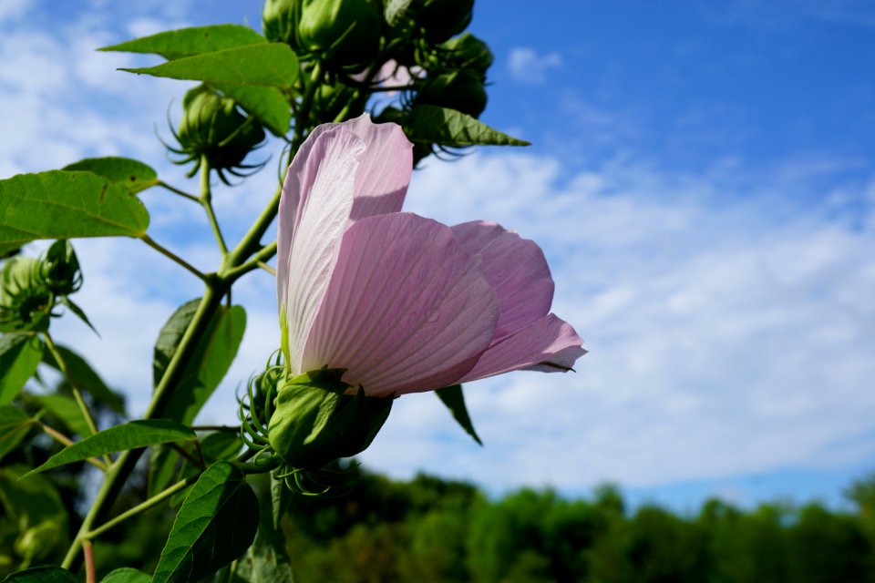 hibiscus moscheutos pink flower Sandy Creek Park KG (3)
