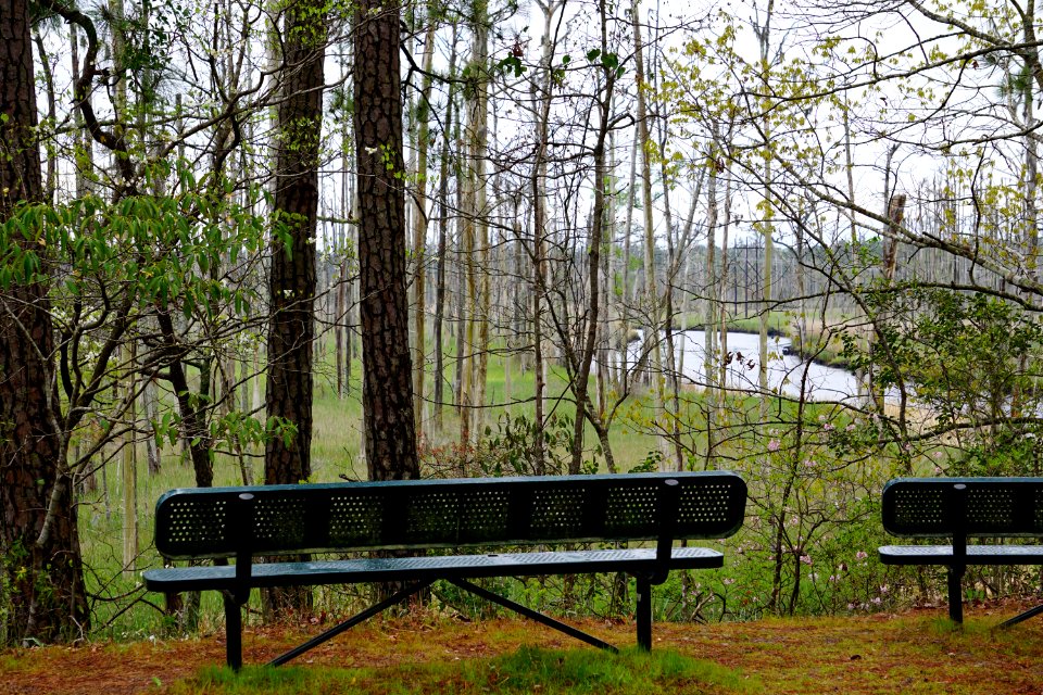 scene brunswick nature park ncwetlands KG (49)