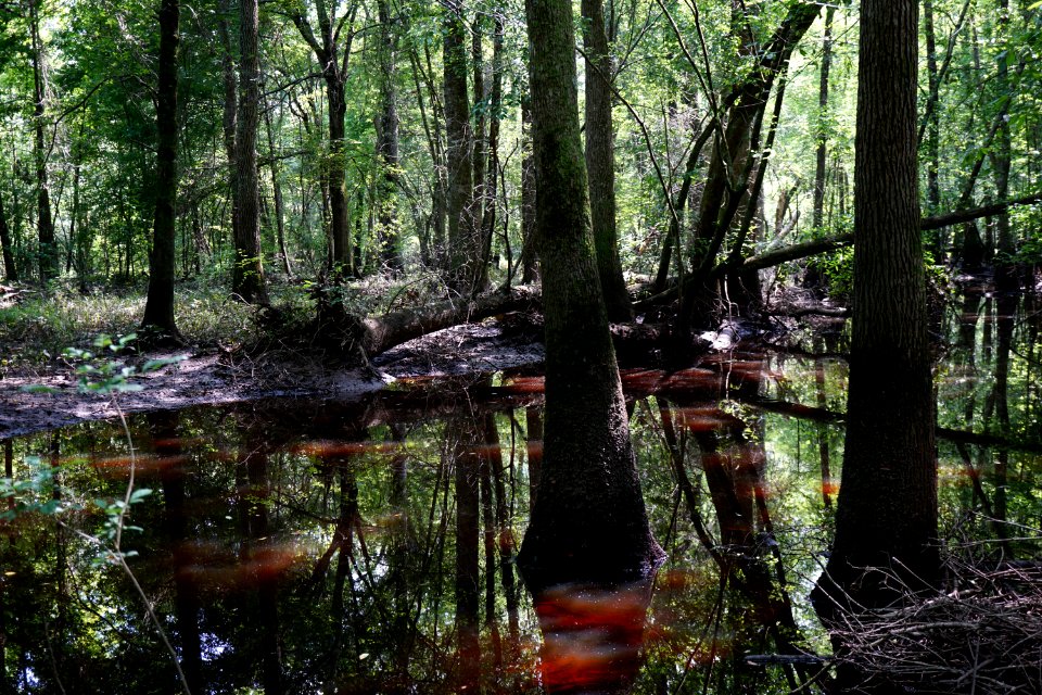scene Howell Woods KG (228)