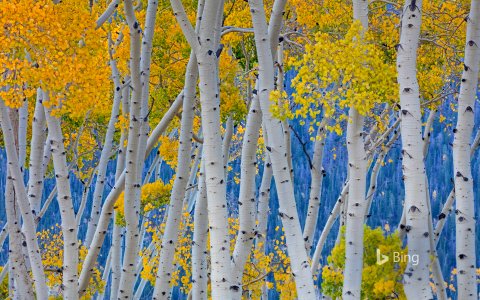 The Pando quaking aspen grove in Fishlake National Forest, Utah photo