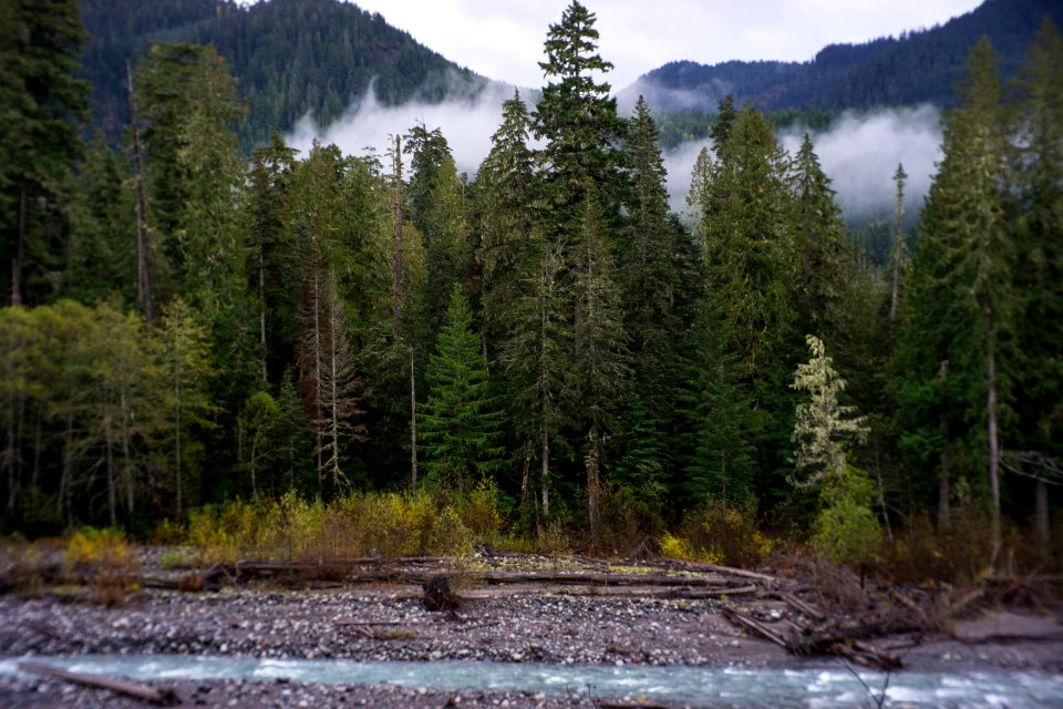 Mt. Rainier national park 5