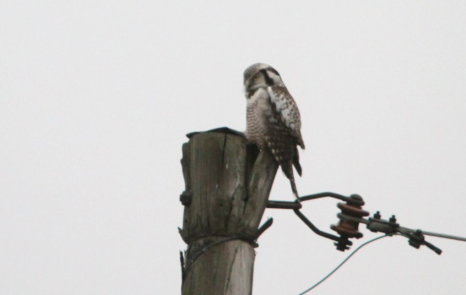It's rainy and grey...but the owls are now here