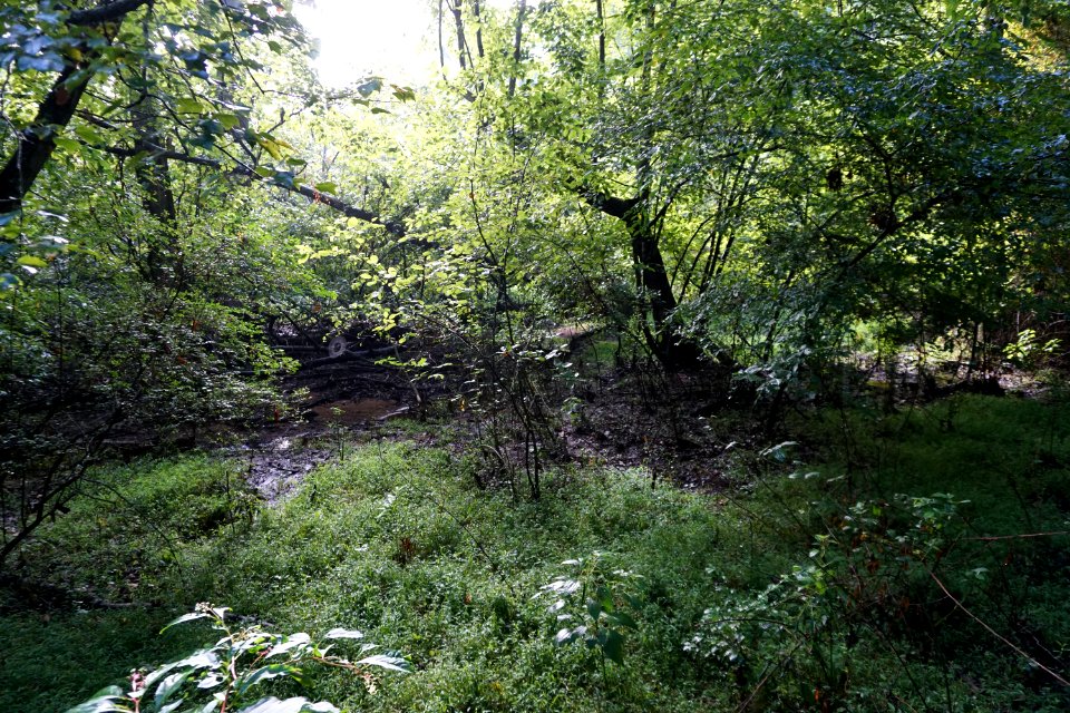 scene streamside wetland Bicentennial Greenway Gibson ncwetlands KG (1)