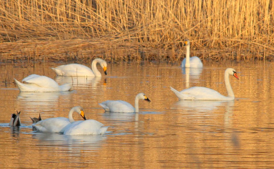 Our three swans in the evening sun