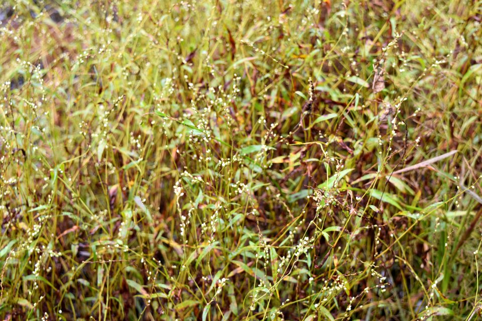 plant Polygonum Horseshoe Farm Nater Preserve ncwetlands AM (2)